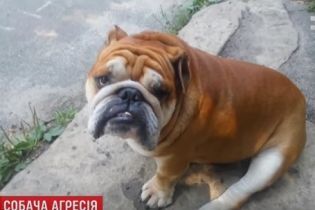 У Києві оскаженілий пес без намордника загриз на смерть бульдога та поранив його власників