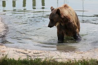 Водні процедури, морозиво і кавуни: як в українських зоопарках тварин рятують від спеки