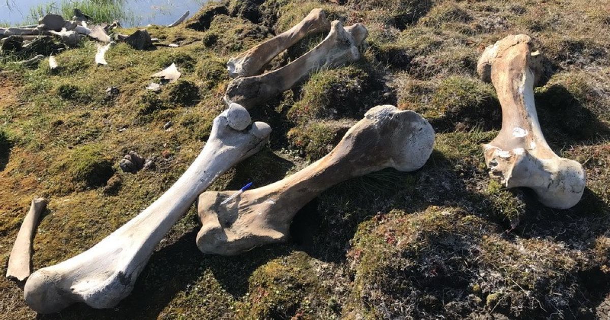 Хотел похитить "находку года": белый медведь напал на лагерь исследователей ради ноги мамонта