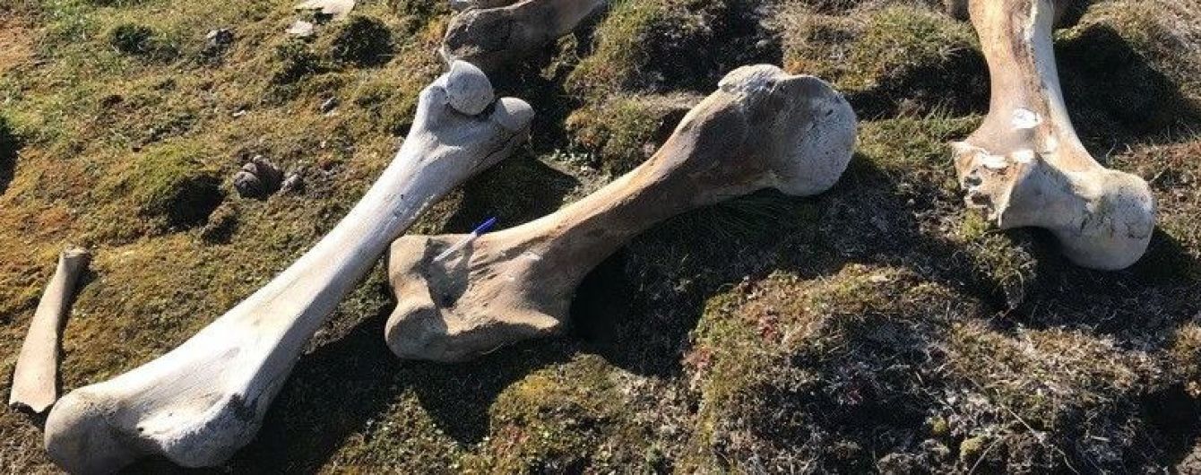 Хотів викрасти "знахідку року": білий ведмідь напав на табір дослідників заради ноги мамонта
