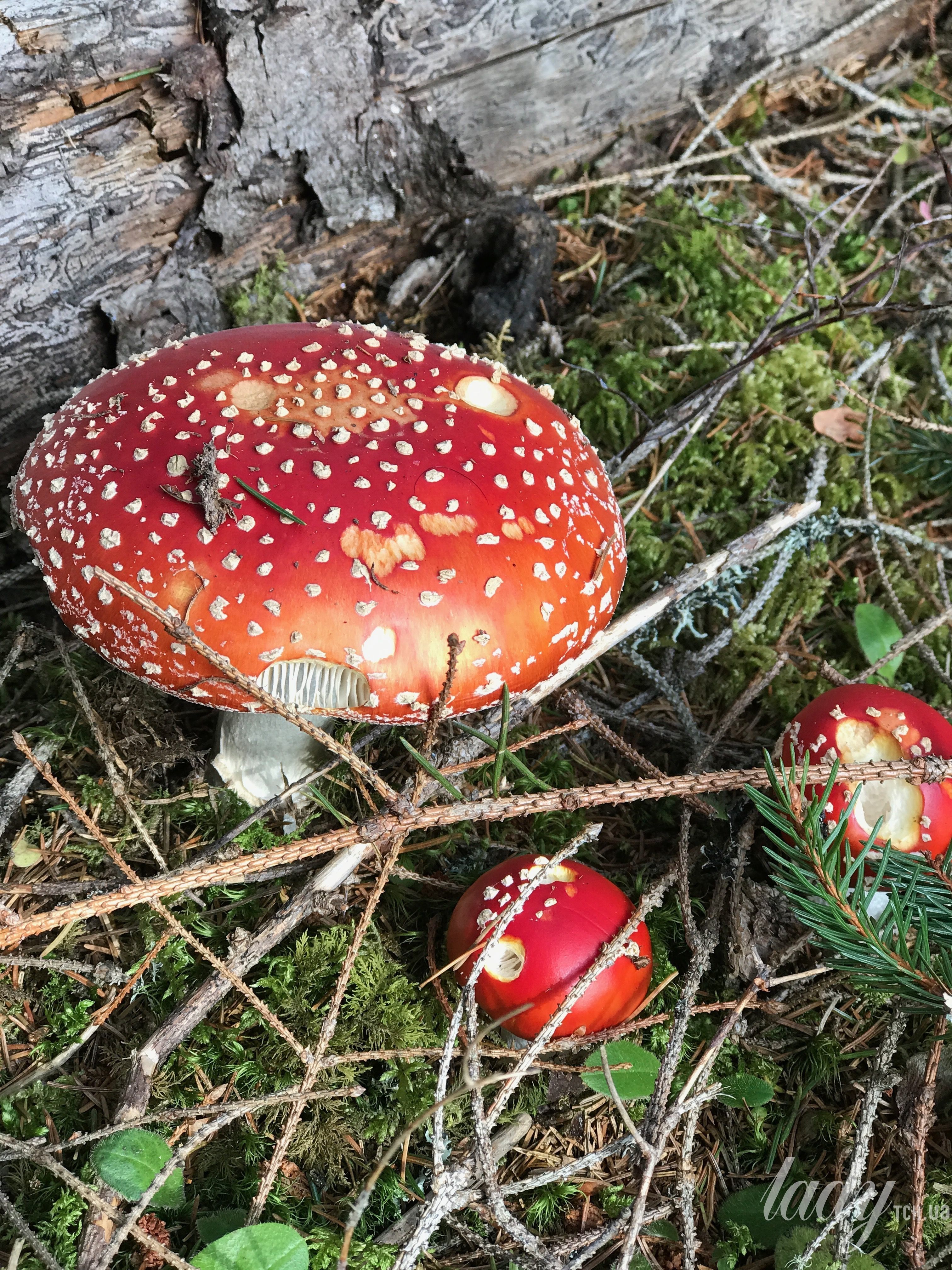 грибы_1