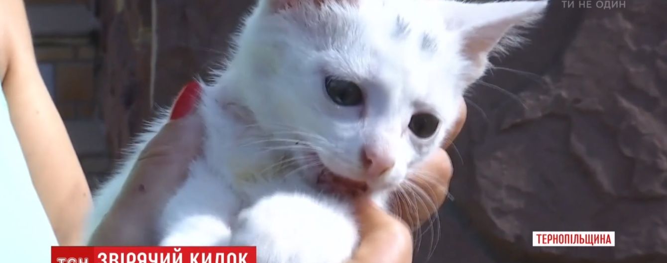 У Тернополі чоловік жбурнув сусідам 2-місячне кошеня, немов м’ячик