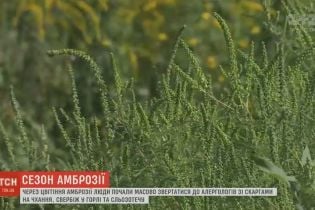 В Україні почався пік цвітіння амброзії, який спричинив алергію у мільйонів людей
