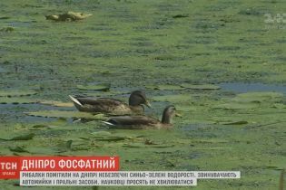 Дніпро атакують ціанобактерії, які вбивають рибу і є небезпечними для людей