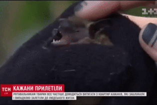 Кажани атакують: рукокрилі все частіше залітають до квартир українців