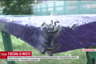 Город на Хмельниччине кишит гусеницами: личинки массово сыплются людям на головы