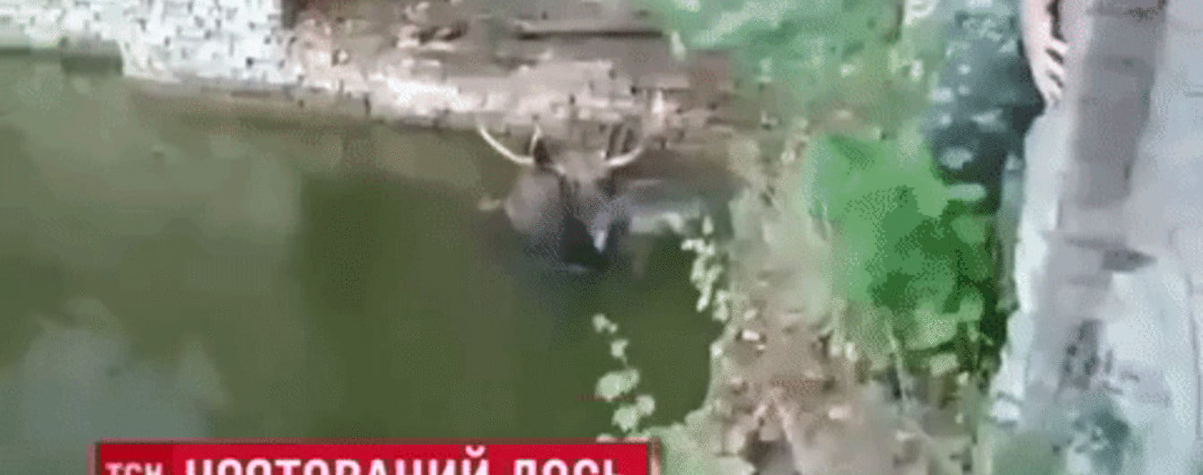 На Чорнобильській АЕС урятували з пастки лося