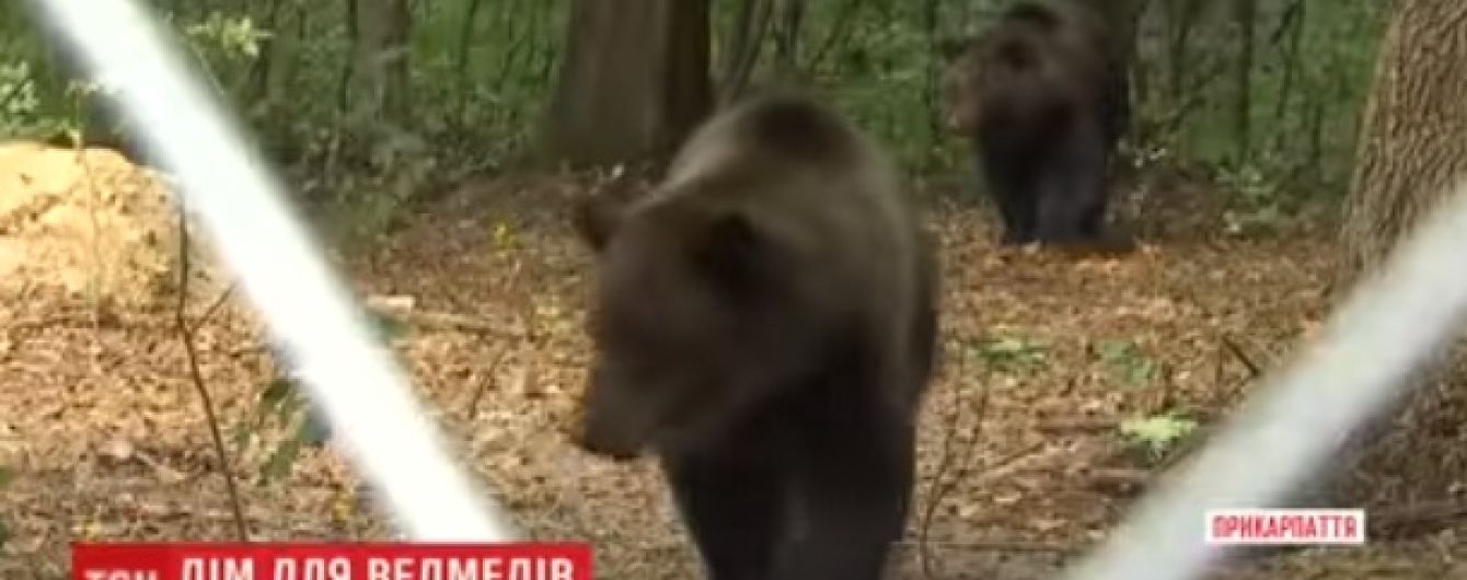 На Прикарпатье медведице Дине и ее детенышам построили вольер величиной с три футбольных поля