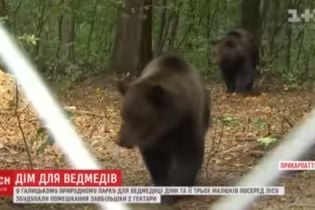 На Прикарпатті ведмедиці Діні та її дитинчатам побудували вольєр завбільшки з три футбольних поля