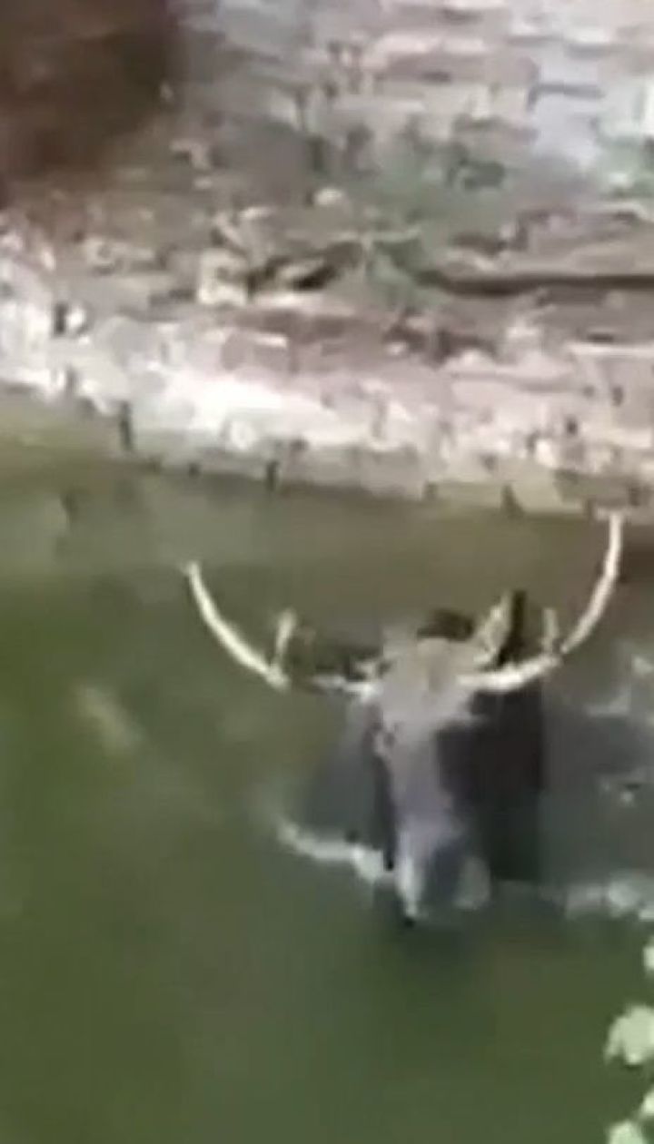На Чорнобильській АЕС урятували лося з водойми