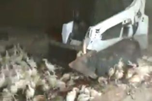 У Росії на фермі жорстоко почавили індичок бульдозером
