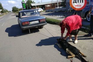 Втомилася доглядати. Жінка хотіла позбутися собаки, прив’язавши ланцюгом до бампера