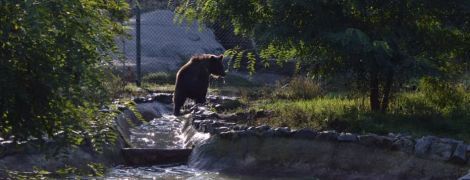 Двух цирковых медведей привезли в приют на Житомирщине. Как изменилась жизнь животных после клеток