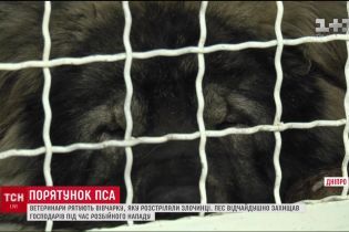 В Днепре преступники расстреляли овчарку, которая защищала хозяев