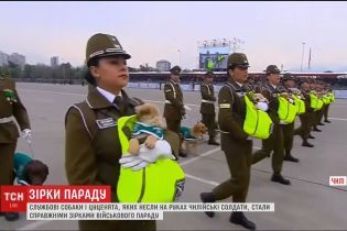 У Чилі участь у військовому параді взяли службові собаки і цуценята