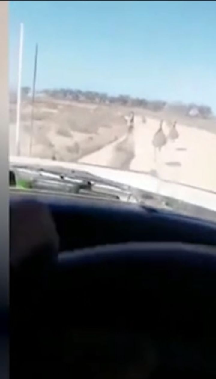 В Австралії чоловік на позашляховику чавив страусів заради розваги