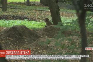 В Виннице ищут обезьяну, которая спланировала свой побег из зоопарка
