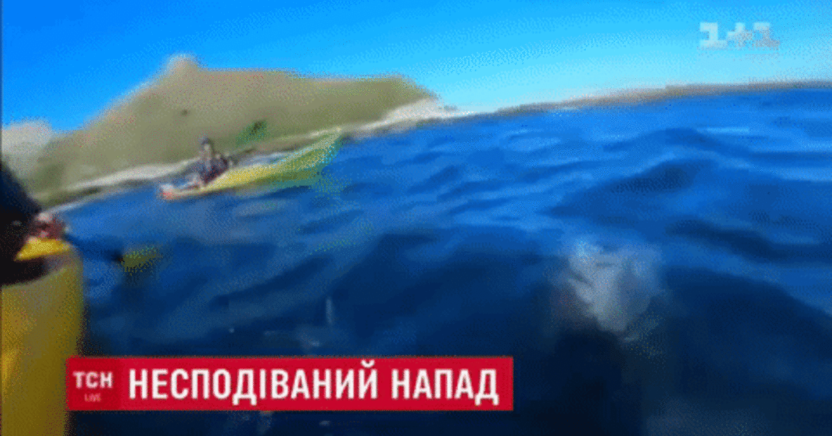 У Новій Зеландії тюлень винирнув з моря й ляснув по обличчю туриста восьминогом