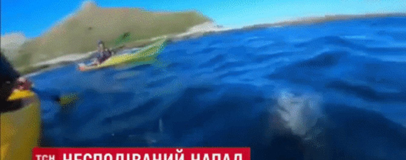 В Новой Зеландии тюлень вынырнул из моря и швырнул в лицо туристу осьминога