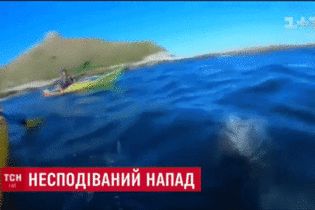 В Новой Зеландии тюлень вынырнул из моря и швырнул в лицо туристу осьминога