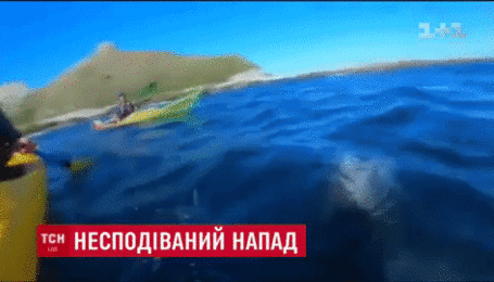 У Новій Зеландії тюлень винирнув з моря й ляснув по обличчю туриста восьминогом