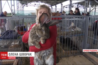 Від 10-кілограмового кроля до потужних комбайнів. У Кропивницькому влаштували масштабну агровиставку