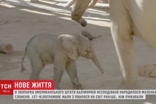 У каліфорнійському зоопарку несподівано народилося слоненя вагою майже 130 кг