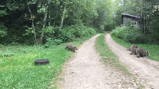 Єнот, гіф