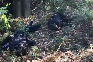 В Интернете появились кадры с места подрыва четырех детей на мине возле Горловки