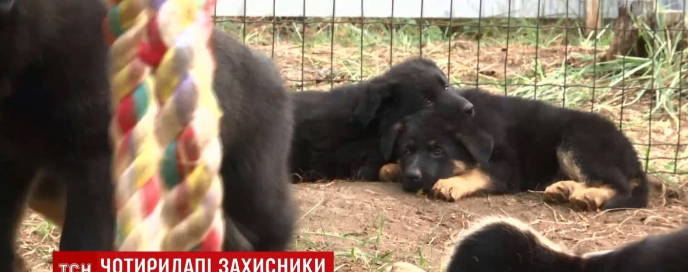 На Днепропетровщине коп спас щенка, которому не давали шансов на жизнь