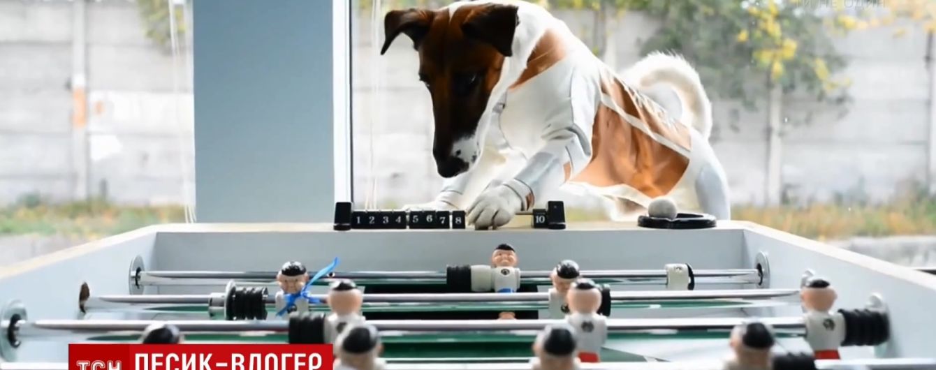 "Порода норовлива": найвідоміший пес України "відкрив" власний канал на YouTube