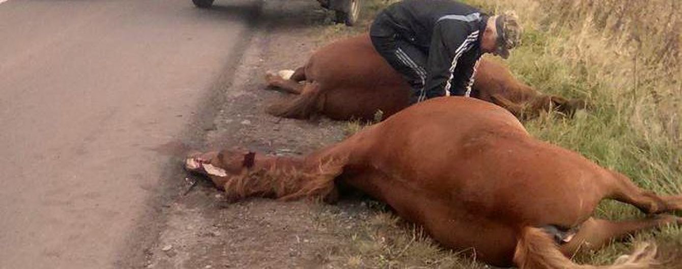 В Львовской области водитель задавил бусом двух лошадей