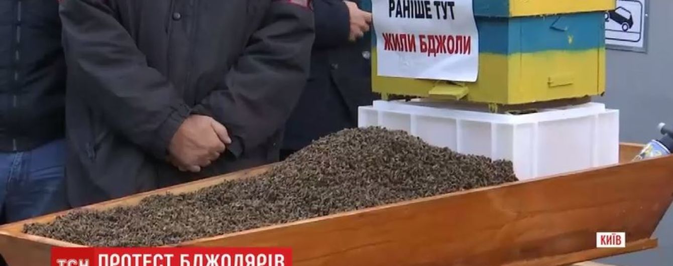 Під Кабмін принесли труну із мертвими бджолами