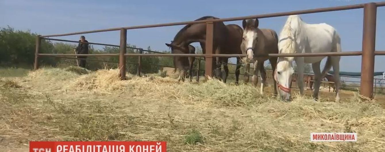 Приют для лошадей, которых хозяева хотели сдать на мясокомбинат, устроили на Николаевщине