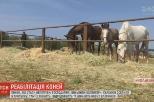 Приют для лошадей, которых хозяева хотели сдать на мясокомбинат, устроили на Николаевщине