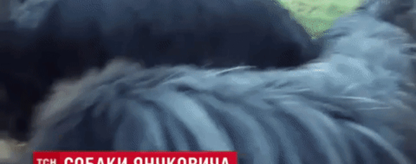 Классическая музыка для успокоения и педикюр: как в Межигорье живут любимые собаки Януковича