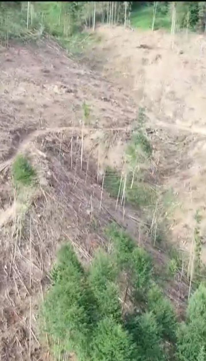 Мораторій на вирубування пралісу спровокував лісорубів зрізати побільше унікальних дерев