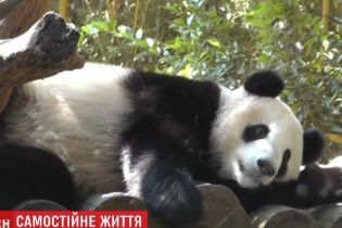 В китайском зоопарке показали, как учат молодых панд самостоятельной жизни