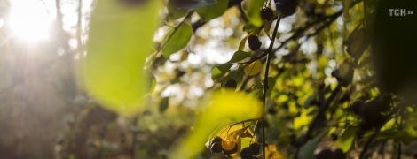 Новий робочий тиждень розпочнеться сонячною і ясною погодою. Прогноз на вівторок