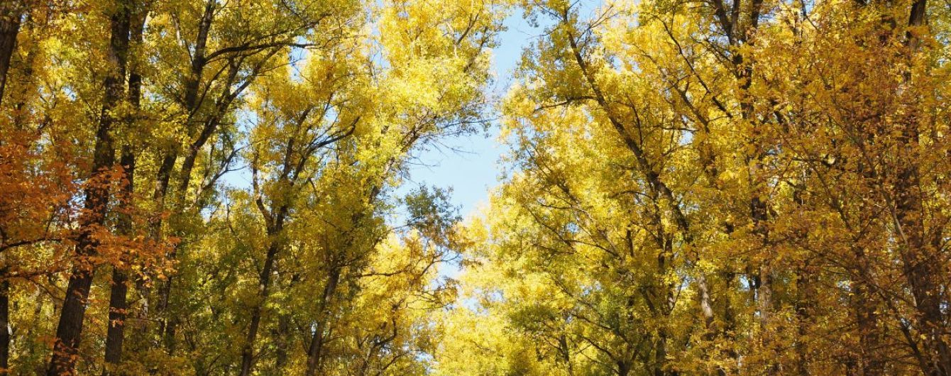Сонце та продовження тепла. Прогноз погоди в Україні на 21 жовтня