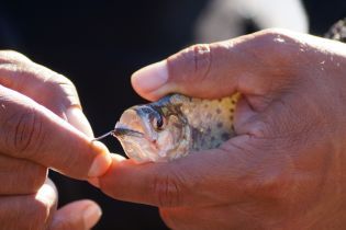 Ученые нашли древнейшую в мире рыбу-хищницу, которая жила одновременно с динозаврами