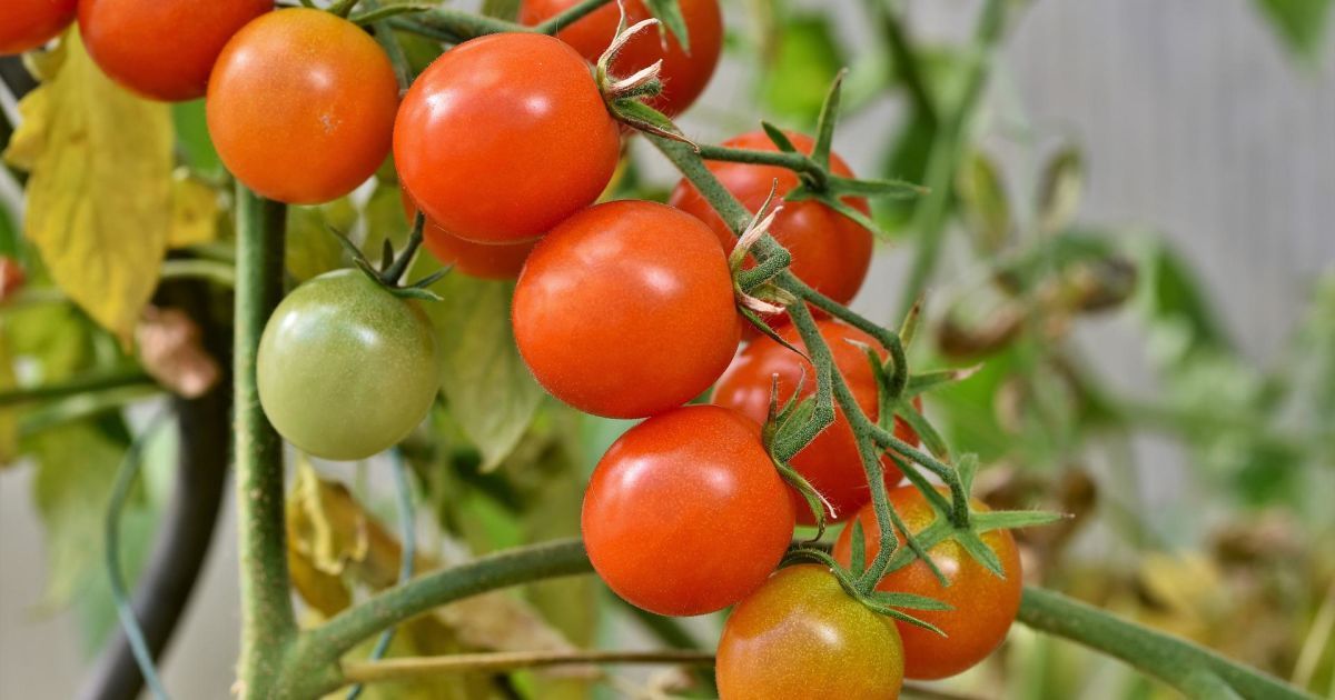 Почему сохнут листья у томатов: причины и способы решения проблемы