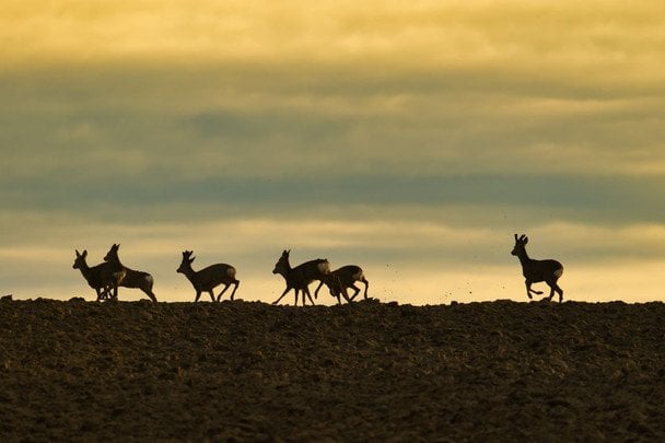 4 жовтня святкують Всесвітній день тварин / © pexels.com