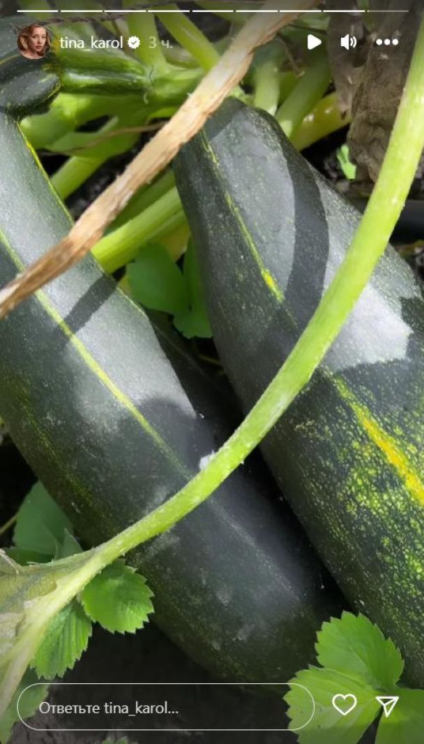 Тина Кароль продемонстрировала свой урожай тыквы / © instagram.com/tina_karol