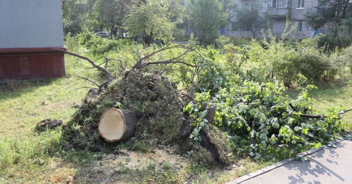 Буревій у Кременчуці: на дитячому майданчику дерево впало на родину
