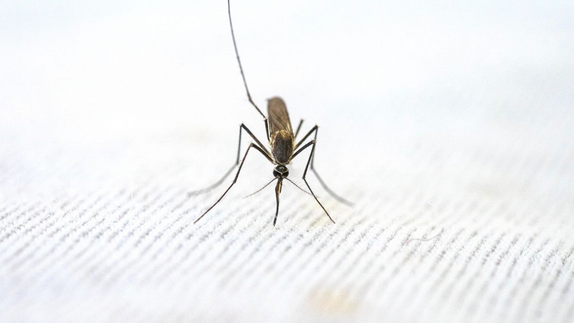 Комары-долгоножки — Википедия