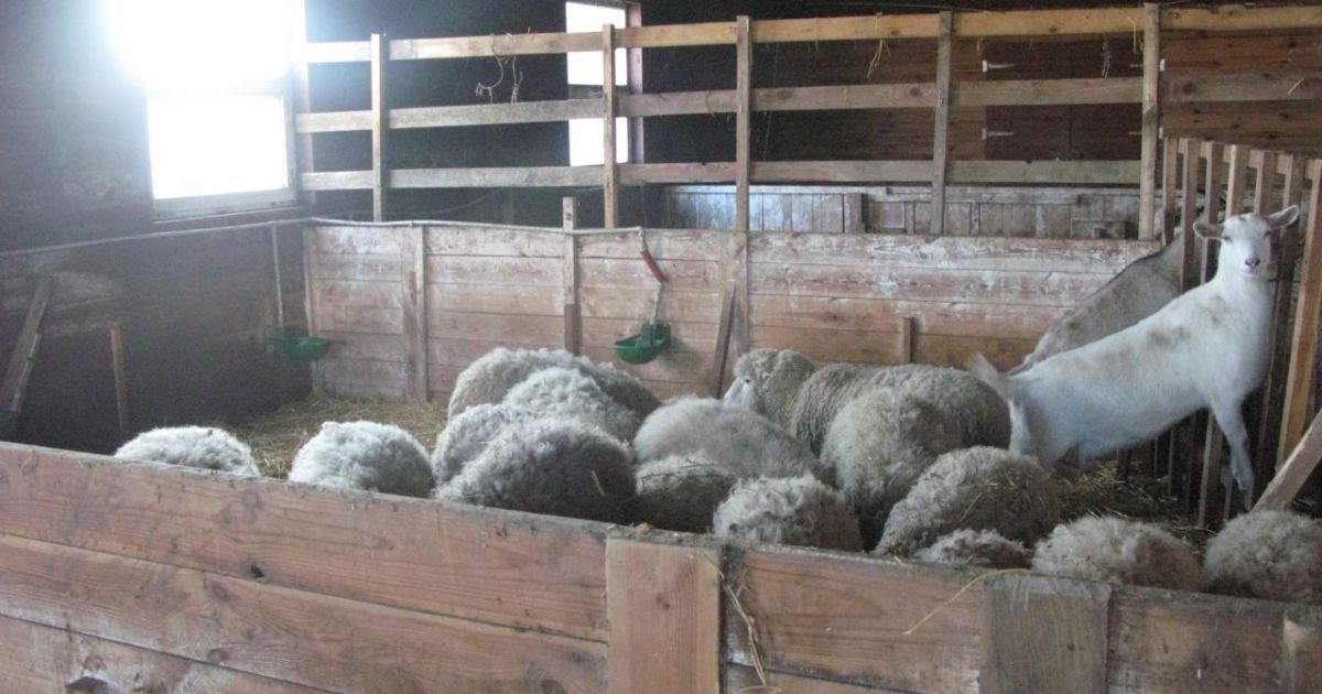 Бывшие сотрудники мини-зоопарка под Киевом рассказали, что стало причиной банкротства и как спасают животных от голодной смерти