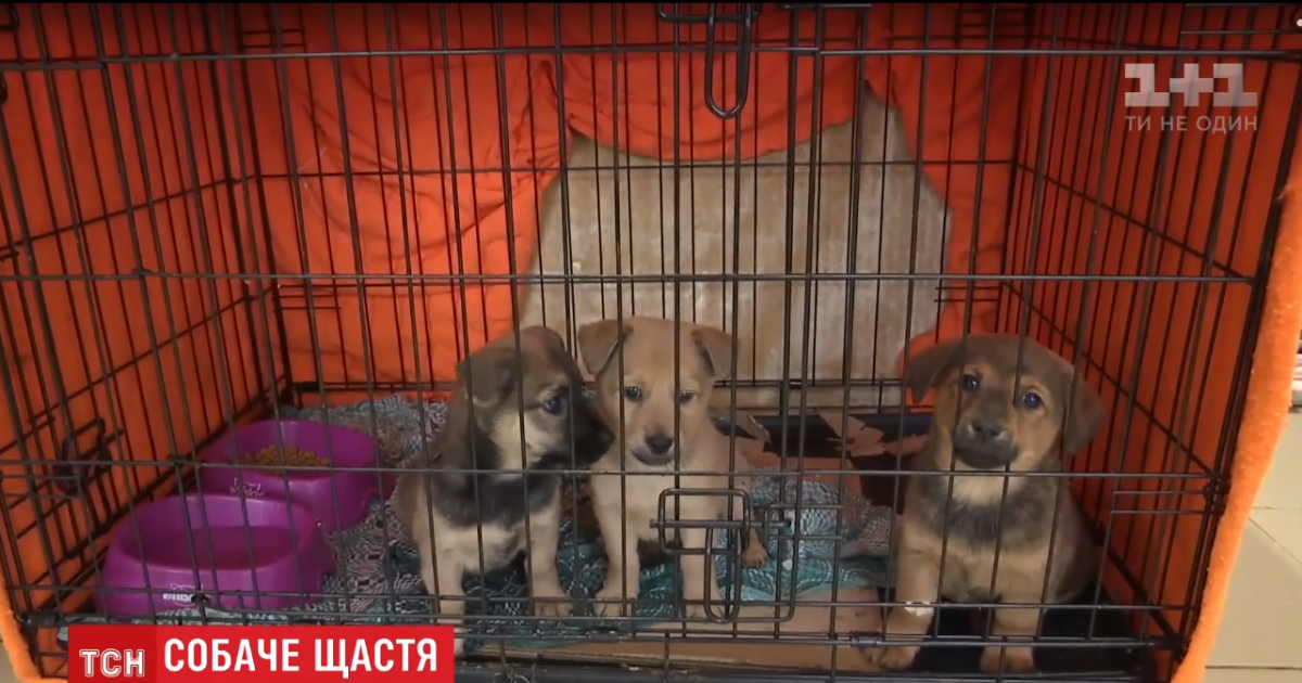 Українці почали частіше брати песиків із притулку замість купівлі собак із родоводом