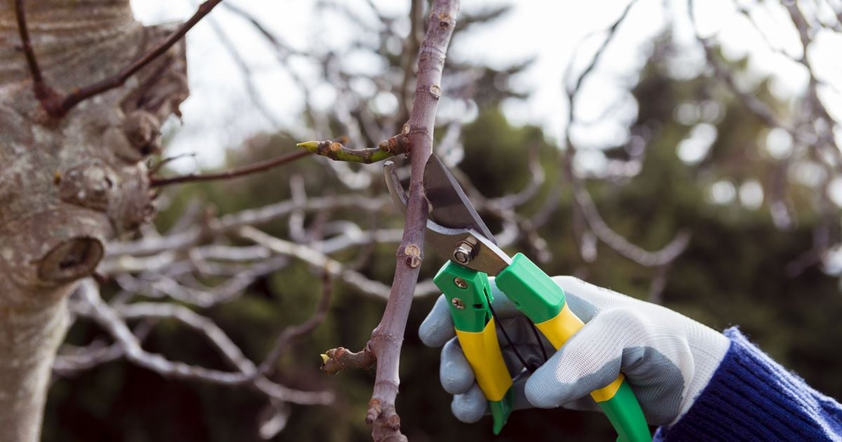 Обрезка деревьев