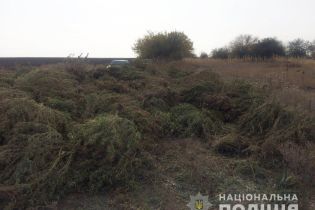 На Запоріжжі накрили наркоплантацію із розтяжками за периметром, а у власника вилучили арсенал зброї